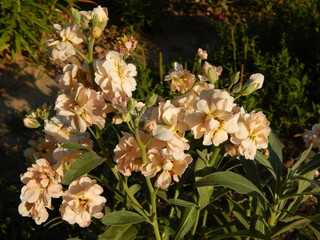 flowers in the garden