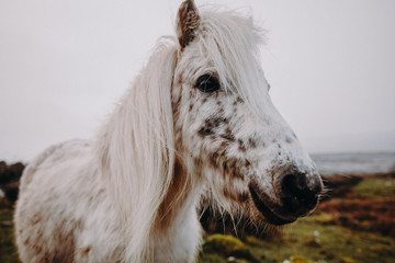 Irland Pferd