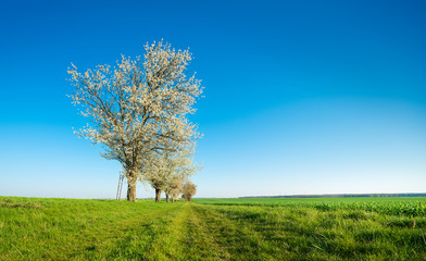 Fototapeta na wymiar Green Field with Row of Cherry Trees in Bloom under blue sky in Spring