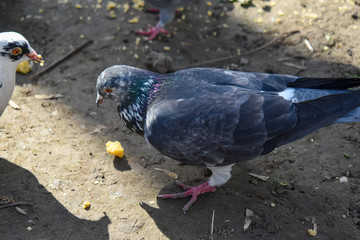 feral pigeon, rock pigeon, common pigeon (Columba livia) that eats crumbs from the ground.
