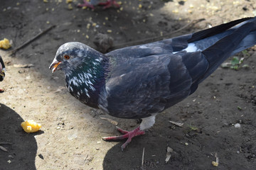 feral pigeon, rock pigeon, common pigeon (Columba livia) that eats crumbs from the ground.