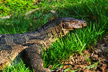A big Varanus salvator rested on the grass beside a pond in the park