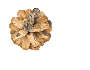 pine cone isolated on white background. organ on plants of the division Pinophyta (conifers) that contains the reproductive structures.Christmas decoration. top view