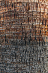 Fototapeta premium Palm tree trunk texture