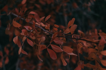 Beautiful dried leaves that change color in the fall. lushlava color