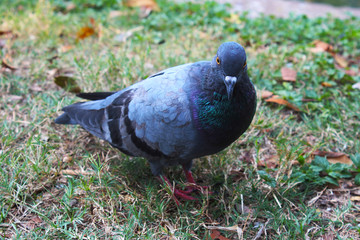 A beautiful grey on the grass