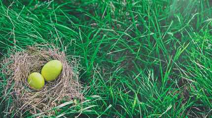 Minimal Easter banner. Two yellow colored eggs lying on nest on green lawn in nature. Easter egg...