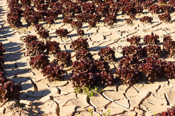 Cabbages and lettuce planted in a field