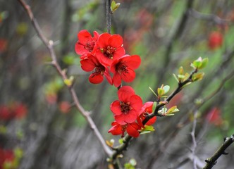 Beautiful flowers of Chaenomeles Japonica, known as Maule's Quince, in the park. 