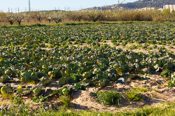 Fototapeta na wymiar Cabbages and lettuce planted in a field