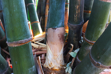 Giant bamboo trees that are planted in the park