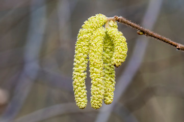 Obraz premium Spring flowers catkins of Common hazel (Corylus avellana) similar to earrings, spring background
