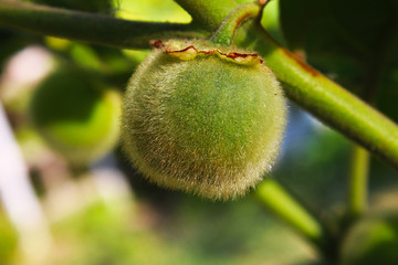 Raw Hairy-fruited eggplant