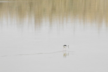Black winged stilt bird in Al wathba wetland reserve area Abu Dhabi,Day time photography in feb 2020.
