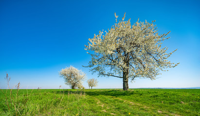 Fototapeta na wymiar Old Cherry Trees in Bloom, Rural Landscape with green field under bright blue sky in Spring