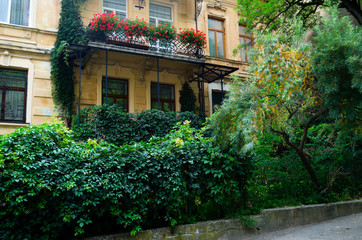 An old building with a balcony decorated with flowers and a vine. An ancient European street with lots of greenery. Yellow facade of the building with red flowers and grapes.