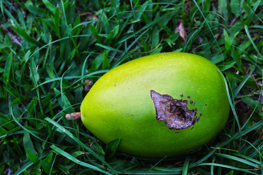 Fruit of Mexican calabash or Jicaro or Morrito or Winged calabash that was drilled by a bird and then fell on the grass