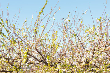 Branches of a flowering tree at the end of winter