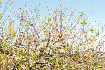 Branches of a flowering tree at the end of winter