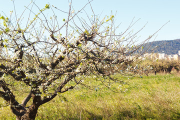 Branches of a flowering tree at the end of winter