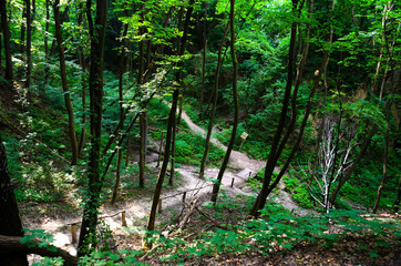 A green garden in the backyard with a wooden hut and lawn. Beautiful forest with a glade and a country house. Countryside lente housing, holiday home. Wooden Old Russian Architecture.