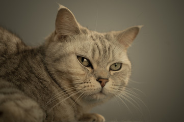 studio portrait of british cat