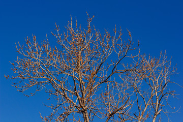 Branches of a tree in late winter