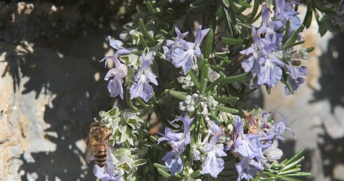 Macro Photo of bee that collects pollen and sucks nectar. Bee on blue and white flowers of rosemary in a Mediterranean garden in Liguria.
