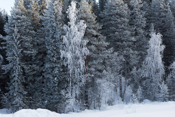 Snow covered tree in winter nature scene.