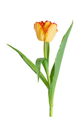 Wonderful yellow tulip with red stripes on a white background.