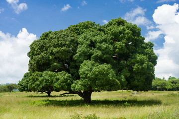 A large mango tree (Mangifera indica) in grassland farm, Central Kenya