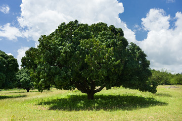 Fototapeta na wymiar A large mango tree (Mangifera indica) in grassland farm, Central Kenya