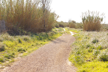Fototapeta premium Rural road, agricultural tourism. Road surrounding crop fields
