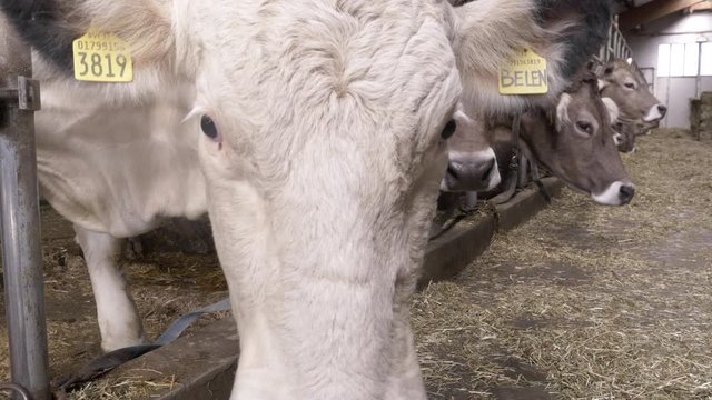 Big Cow Looking at Camera, Close Up