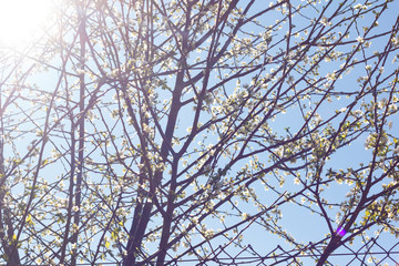 Branches of a flowering tree at the end of winter