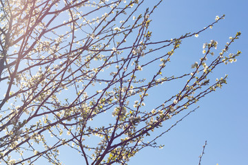 Branches of a flowering tree at the end of winter
