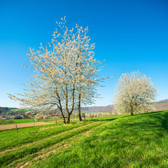 Rural Landscape in Spring with Cherry Trees in Bloom under blue sky 