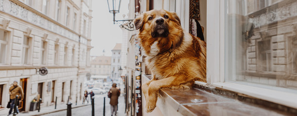 Cute dog looking out window inside the house