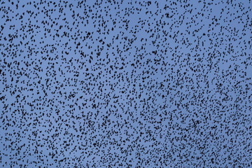 Fototapeta na wymiar large flock of starlings in Brighton