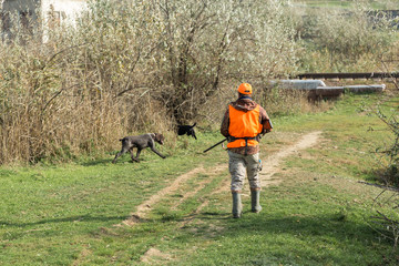 A man with a gun in his hands and an orange vest on a pheasant hunt in a wooded area in cloudy weather. Hunter with dogs in search of game.