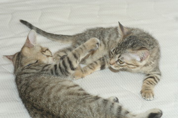 ジャレ合う仔猫