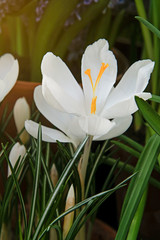 White crocus. First spring flower blossom, close up