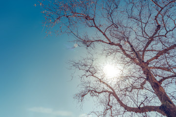 Big tree and branches against the sunny blue sky.