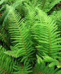 Fern leaves, Polypodiopsida or Polypodiophyta, in the park.