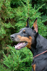 Old Doberman portrait green background