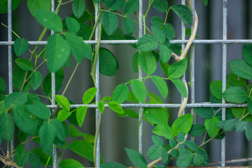Butterfly pea or Blue pea vine on the fence. Clitoria ternatea.