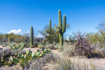 A variety of cacti in Saguaro National Park on a sunny day