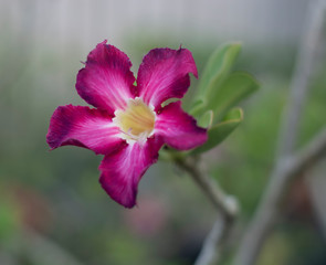 Fototapeta na wymiar Purple desert rose on the plant with gardening background.