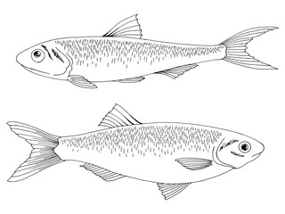 Anchovy and sprat fish graphic black white isolated illustration vector