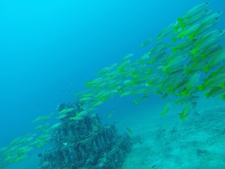 Swarm of yellow fishes swims through tropic waters